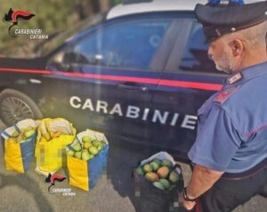 ACIREALE, RECUPERATI 90 CHILI DI MANGO RUBATI: DENUNCIATI DUE UOMINI.
